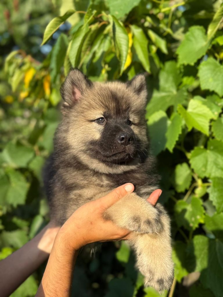 Blue Pearl Legacy's - Chiots disponibles - Eurasier