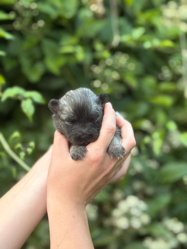 Blue Pearl Legacy's - Chiots disponibles - Eurasier