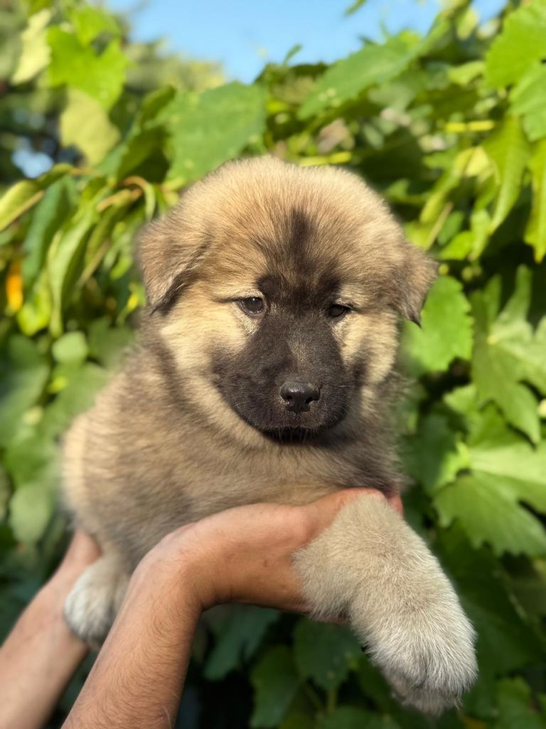 Blue Pearl Legacy's - Chiots disponibles - Eurasier