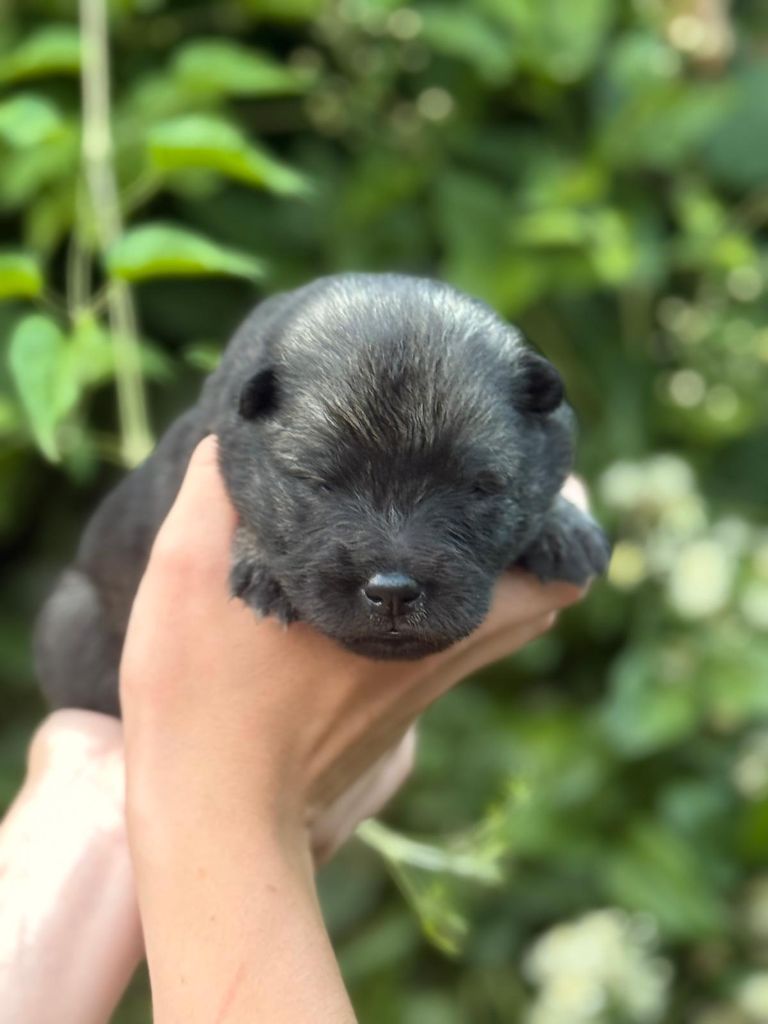 Blue Pearl Legacy's - Chiots disponibles - Eurasier