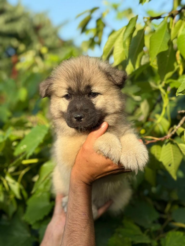 Blue Pearl Legacy's - Chiots disponibles - Eurasier
