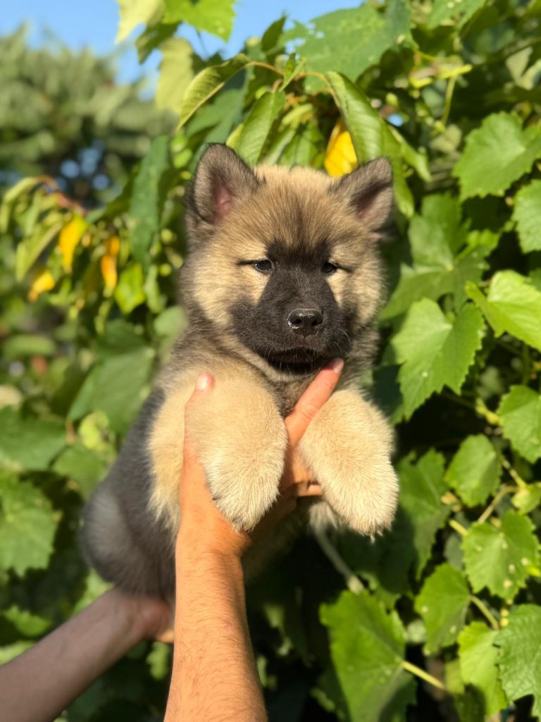 Blue Pearl Legacy's - Chiots disponibles - Eurasier