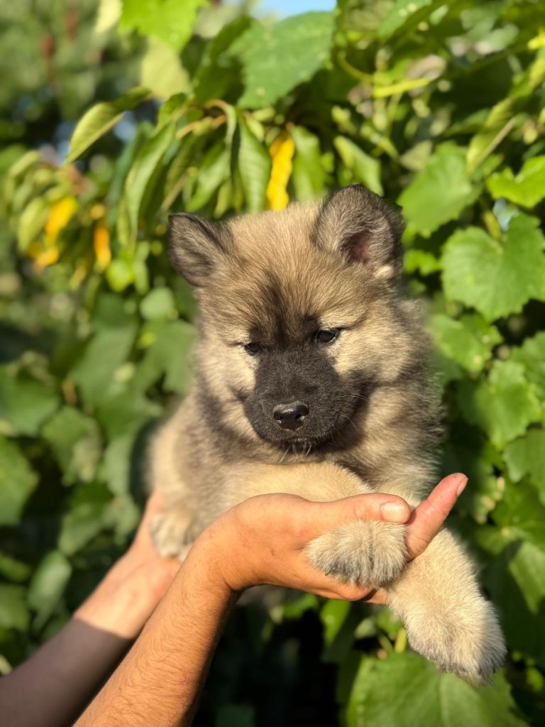 Blue Pearl Legacy's - Chiots disponibles - Eurasier
