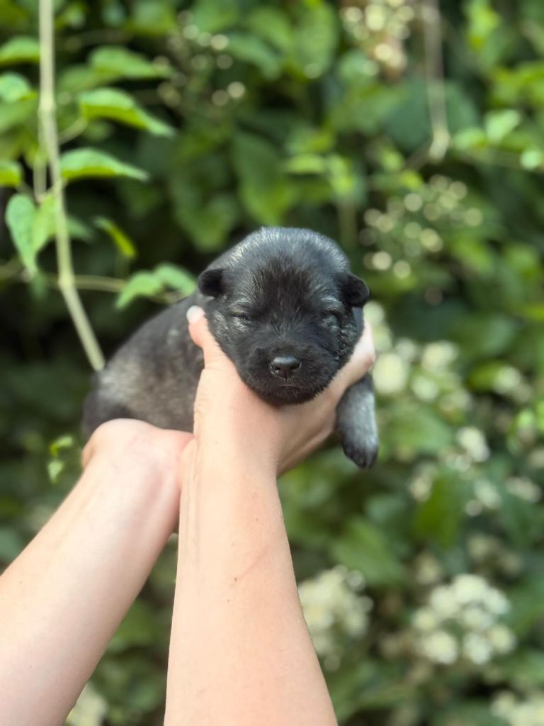 Blue Pearl Legacy's - Chiots disponibles - Eurasier