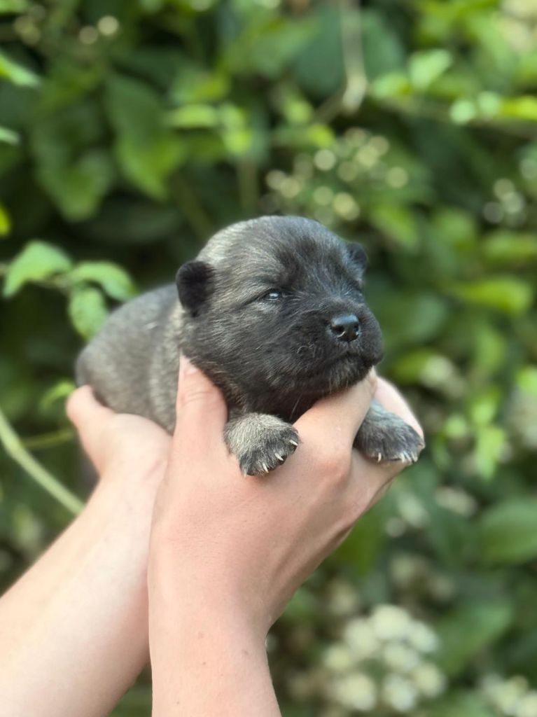 Blue Pearl Legacy's - Chiots disponibles - Eurasier